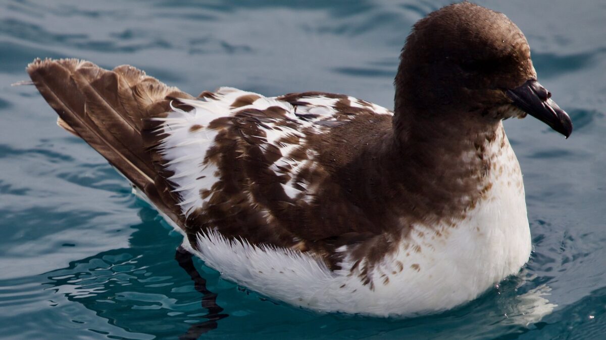 Foto de Petrel damero (Daption capense), familia Procellariidae, aves de Chile