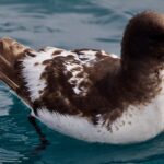 Foto de Petrel damero (Daption capense), familia Procellariidae, aves de Chile