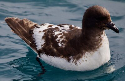 Foto de Petrel damero (Daption capense), familia Procellariidae, aves de Chile