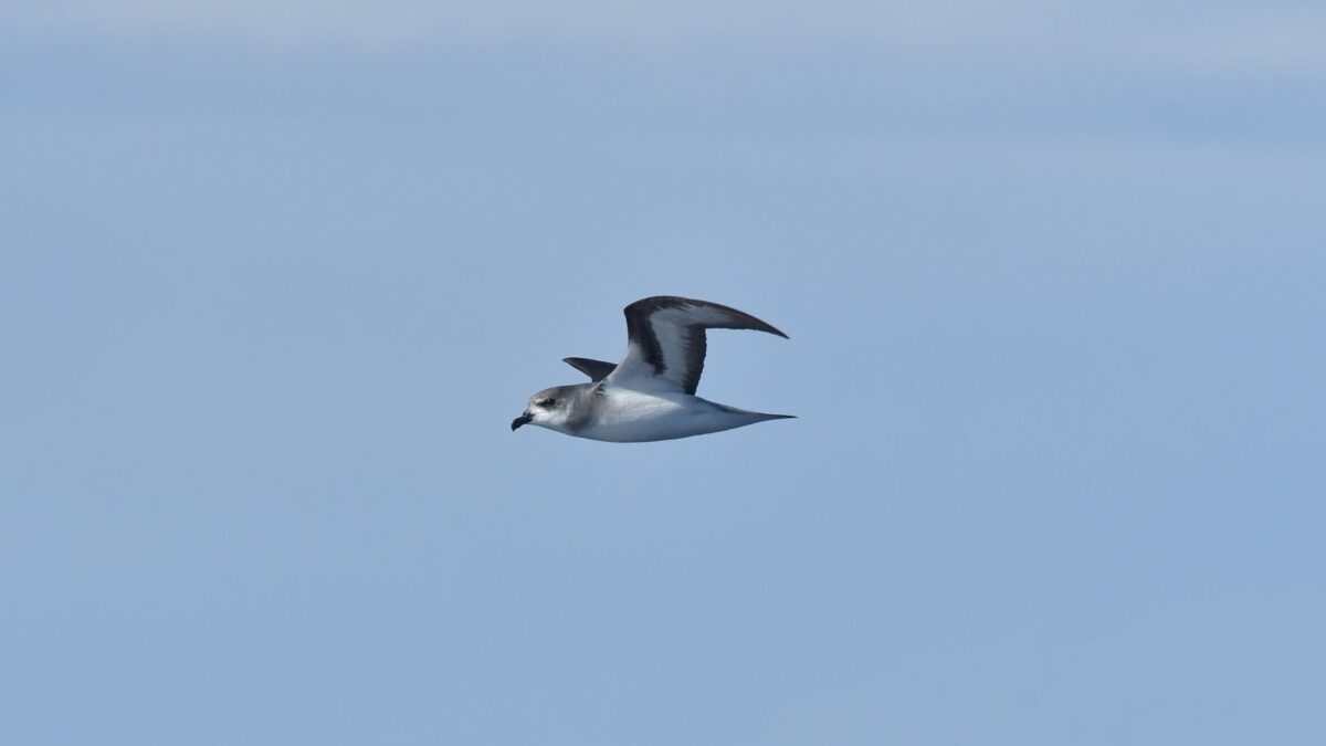 Foto de Petrel de alas negras (Pterodroma nigripennis), familia Procellariidae, aves de Chile
