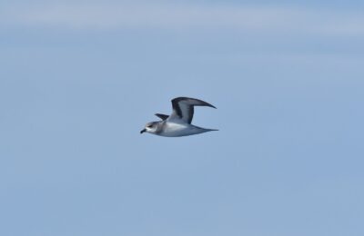 Foto de Petrel de alas negras (Pterodroma nigripennis), familia Procellariidae, aves de Chile