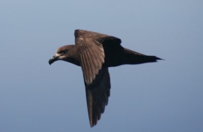 Foto de Petrel de cara gris (Pterodroma gouldi), familia Procellariidae, aves de Chile