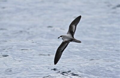 Foto de Petrel de collar gris (Pterodroma mollis), familia ProcellariidaePETREL, aves de Chile