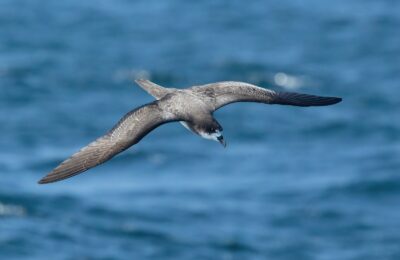 Foto de Petrel de las Galapagos (Pterodroma phaeopygia), familia Procellariidae, aves de Chile
