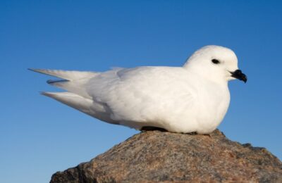 Foto de Petrel de las nieves (Pagodroma nivea), familia Procellariidae, aves de Chile