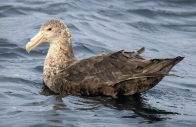 Foto de Petrel gigante antártico (Macronectes giganteus), familia Procellariidae, aves de Chile