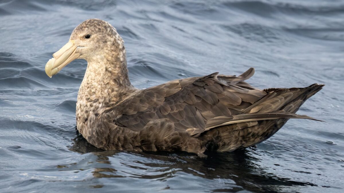 Foto de Petrel Gigante (Macronectes giganteus), familia Procellariidae, aves de Chile