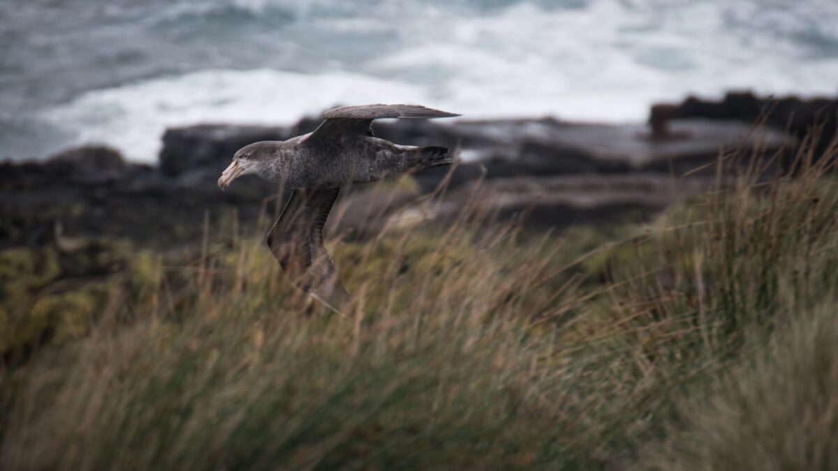 Foto de Petrel gigante subantártico (Macronectes halli), familia ProcellariidaePETREL, aves de Chile