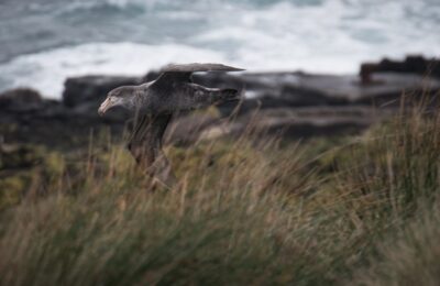 Foto de Petrel gigante subantártico (Macronectes halli), familia ProcellariidaePETREL, aves de Chile