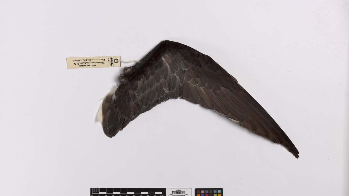 Foto de Petrel moteado (Pterodroma inexpectata), familia Procellariidae, aves de Chile