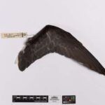 Foto de Petrel moteado (Pterodroma inexpectata), familia Procellariidae, aves de Chile