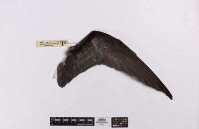 Foto de Petrel moteado (Pterodroma inexpectata), familia Procellariidae, aves de Chile
