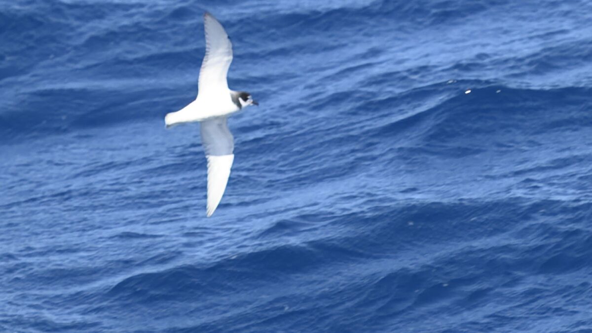 Foto de Petrel-paloma antártico (Pachyptila desolata), aves de Chile