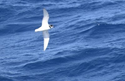 Foto de Petrel-paloma antártico (Pachyptila desolata), aves de Chile