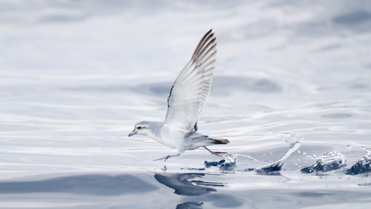 Foto de Petrel-paloma chico (Pachyptila turtur), familia ProcellariidaePETREL-, aves de Chile