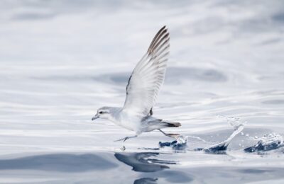 Foto de Petrel-paloma chico (Pachyptila turtur), familia ProcellariidaePETREL-, aves de Chile