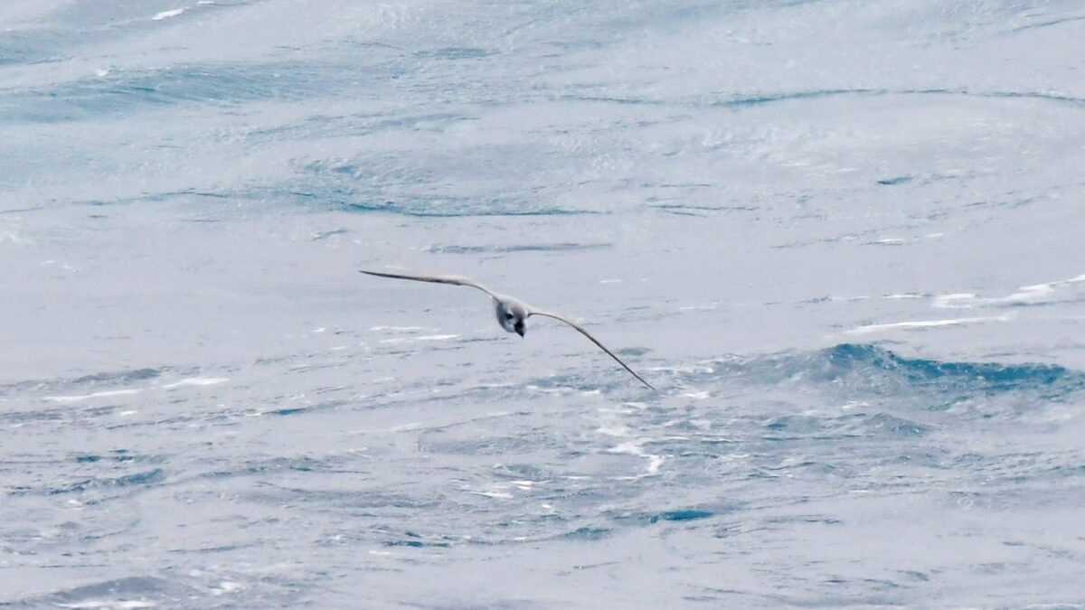 Foto de Petrel-paloma de pico ancho (Pachyptila vittata), familia Procellariidae, aves de Chile