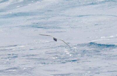 Foto de Petrel-paloma de pico ancho (Pachyptila vittata), familia Procellariidae, aves de Chile
