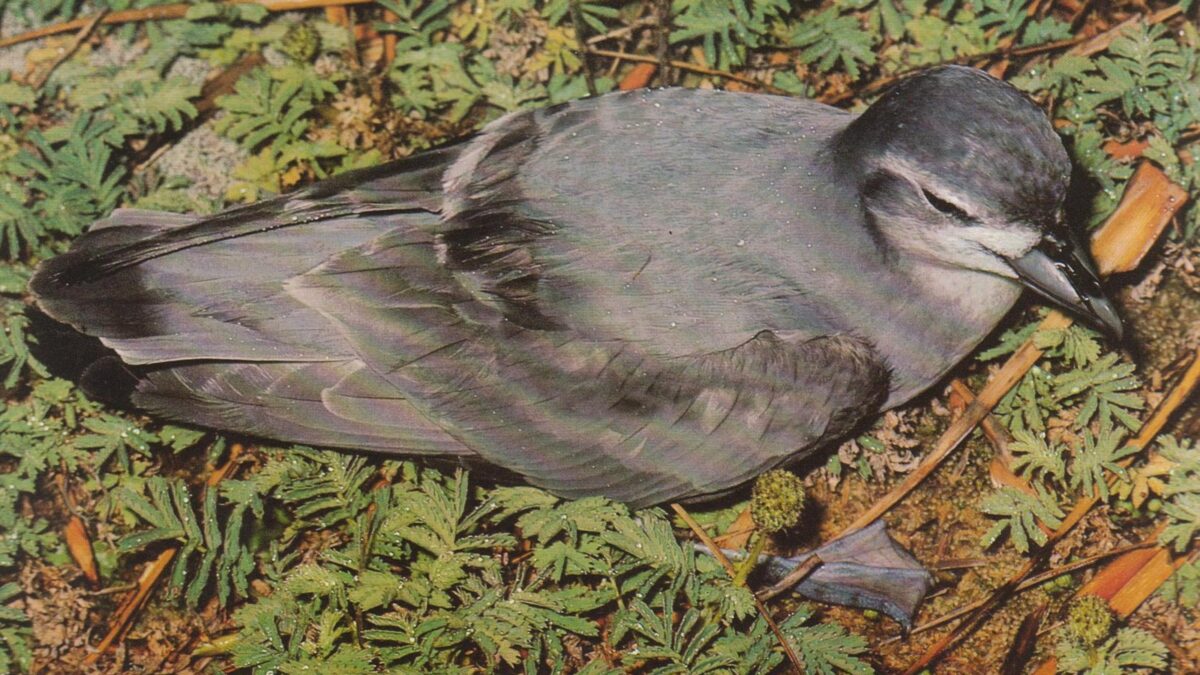 Foto de Petrel-paloma de pico delgado (Pachyptila belcheri), familia ProcellariidaePETREL-PALOMA, aves de Chile