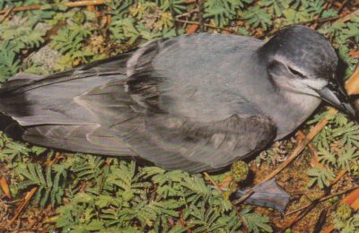 Foto de Petrel-paloma de pico delgado (Pachyptila belcheri), familia ProcellariidaePETREL-PALOMA, aves de Chile
