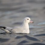 Foto de Petrel plateado (Fulmarus glacialoides), familia Procellariidae, aves de Chile