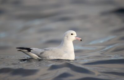 Foto de Petrel plateado (Fulmarus glacialoides), familia Procellariidae, aves de Chile