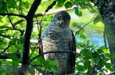 Foto de Peuquito (Astur chilensis), familia Accipitridae, aves de Chile