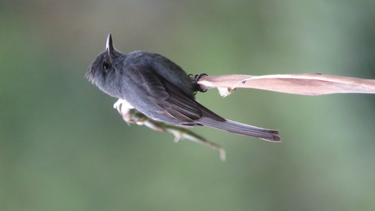 Foto de Pibi ahumado (Contopus fumigatus), familia Tyrannidae, aves de Chile