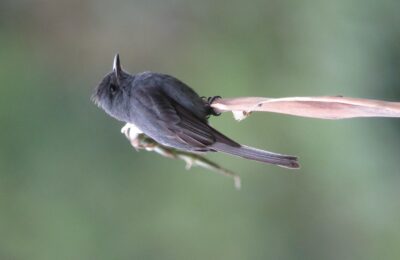 Foto de Pibi ahumado (Contopus fumigatus), familia Tyrannidae, aves de Chile
