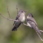 Foto de Pibi occidental (Contopus sordidulus), familia TyrannidaePIBI, aves de Chile