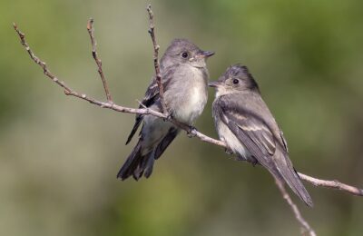 Foto de Pibi occidental (Contopus sordidulus), familia TyrannidaePIBI, aves de Chile