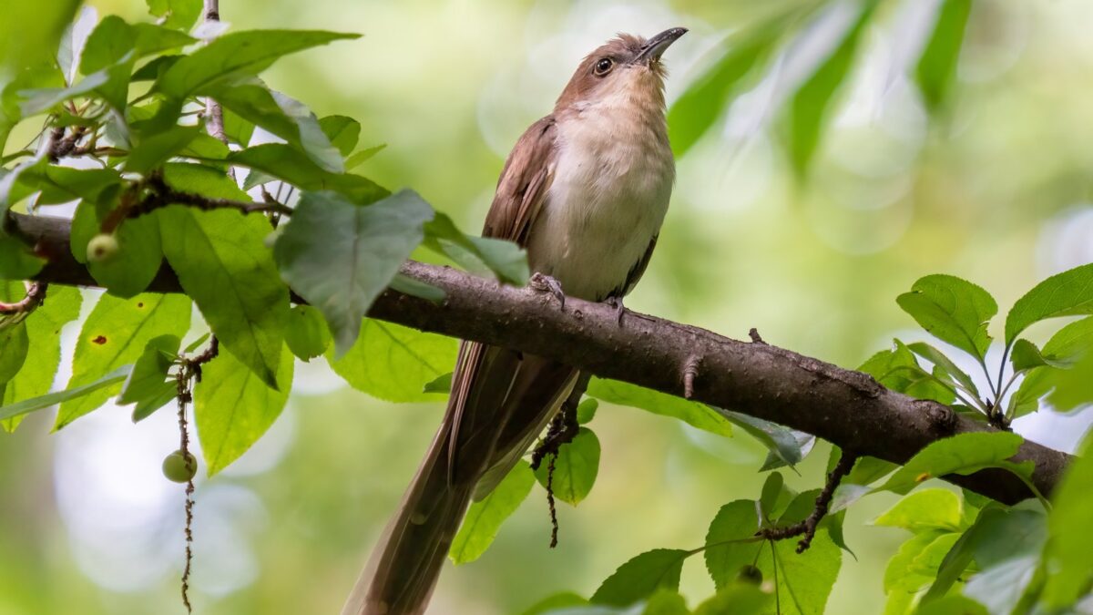 Foto de Picabuey (Coccyzus erythropthalmus), familia Tyrannidae, aves de Chile