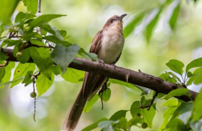 Foto de Picabuey (Coccyzus erythropthalmus), familia Tyrannidae, aves de Chile