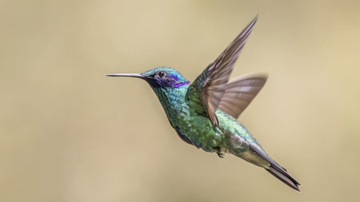 Foto de Picaflor azul (Colibri coruscans), familia Trochilidae, aves de Chile