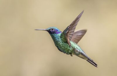 Foto de Picaflor azul (Colibri coruscans), familia Trochilidae, aves de Chile
