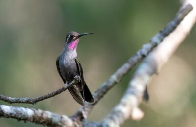 Foto de Picaflor cometa (Lampornis amethystinus), familia Trochilidae, aves de Chile