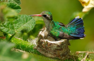 Foto de Picaflor comun argentino (Chlorostilbon lucidus), familia Trochilidae, aves de Chile