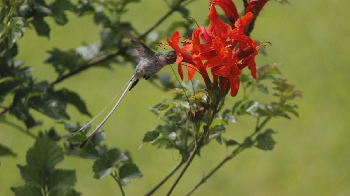 Foto de Picaflor de Cora (Thaumastura cora), familia TrochilidaeSUBFAMILIA:, aves de Chile