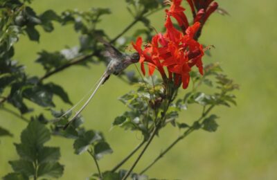 Foto de Picaflor de Cora (Thaumastura cora), familia TrochilidaeSUBFAMILIA:, aves de Chile