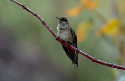 Foto de Picaflor de la Puna (Oreotrochilus estella), familia Trochilidae, aves de Chile