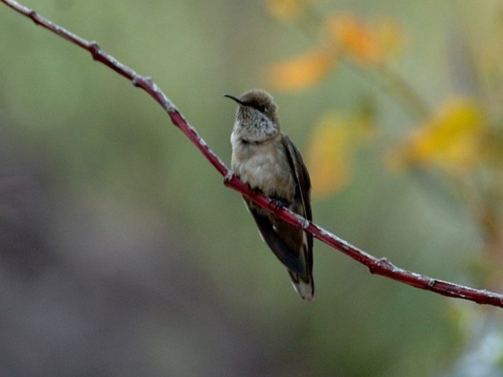 Foto de Picaflor de la Puna (Oreotrochilus estella), familia Trochilidae, aves de Chile