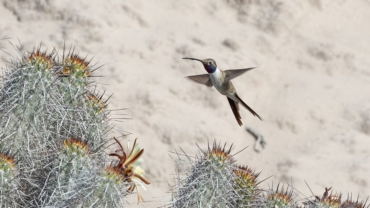 Foto de Picaflor del Norte (Rhodopis vesper), familia Trochilidae, aves de Chile