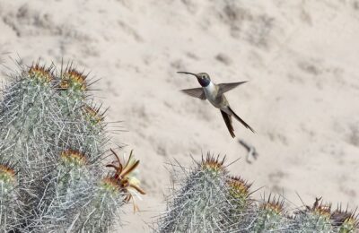 Foto de Picaflor del Norte (Rhodopis vesper), familia Trochilidae, aves de Chile