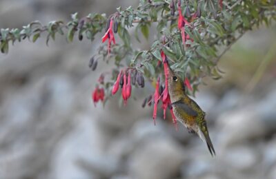Foto de Picaflor (Sephanoides sephaniodes), aves de Chile