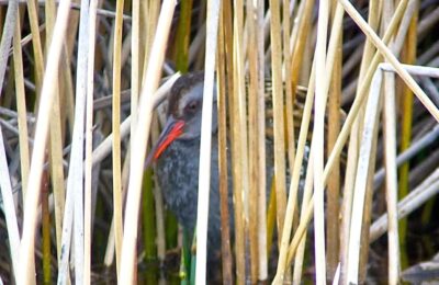 Foto de Pidén austral (Rallus antarcticus), familia Rallidae, aves de Chile