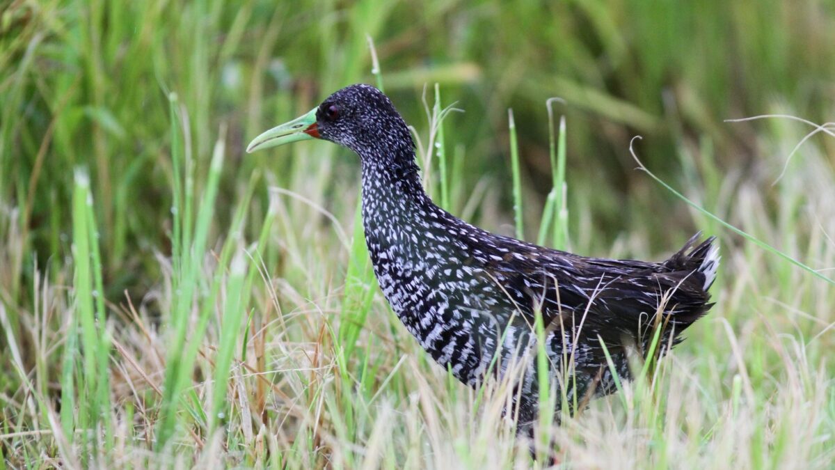 Foto de Pidén moteado (Pardirallus maculatus), familia RallidaePIDÉN, aves de Chile