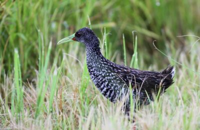 Foto de Pidén moteado (Pardirallus maculatus), familia RallidaePIDÉN, aves de Chile