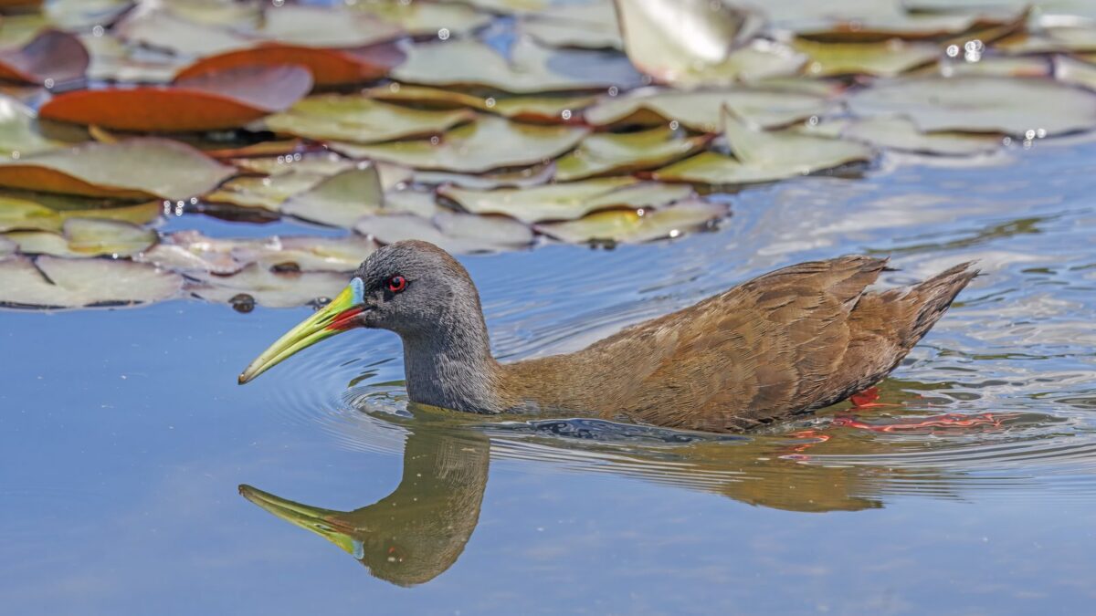 Foto de Pidén (Pardirallus sanguinolentus), aves de Chile