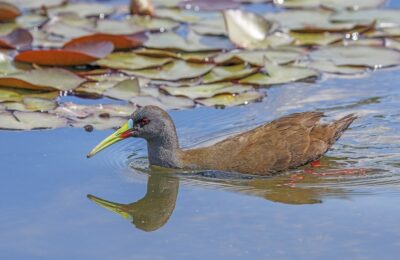 Foto de Pidén (Pardirallus sanguinolentus), aves de Chile