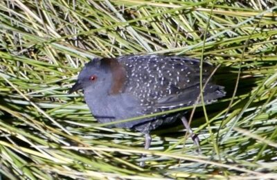 Foto de Pidencito (Laterallus jamaicensis), familia Rallidae, aves de Chile